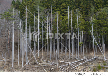 岩手　三陸　震災遺構　明戸浜の立ち枯れ 121661759