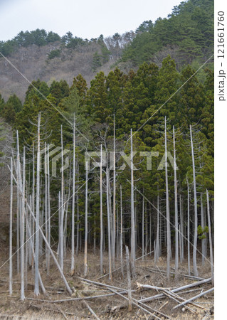 岩手 三陸 震災遺構 明戸浜の立ち枯れ 岩手 三陸 震災遺構 明戸浜の立ち枯れ 121661760