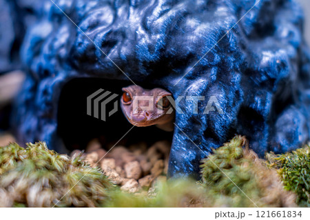 ハイナントカゲモドキのアップ 121661834