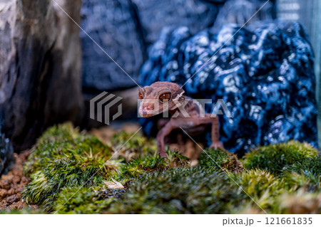 ハイナントカゲモドキのアップ 121661835