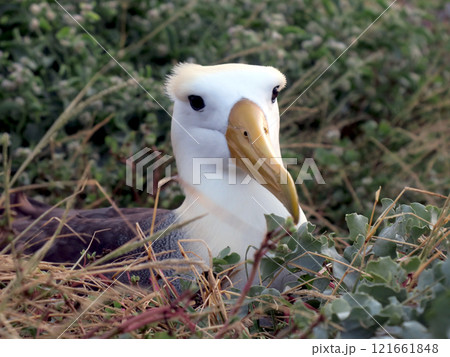 ガラパゴスアホウドリ 121661848