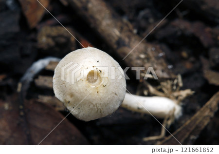中心が陥没してしまったシロトマヤタケキノコ（自然光+ストロボマクロ接写） 121661852