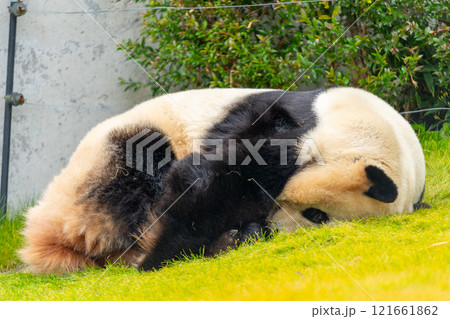 ジャイアントパンダの写真 ジャイアントパンダの写真 121661862