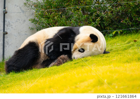 ジャイアントパンダの写真 ジャイアントパンダの写真 121661864