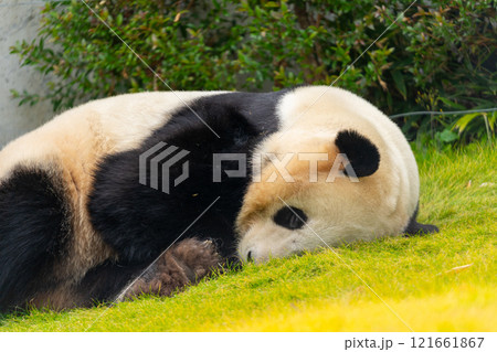 ジャイアントパンダの写真 ジャイアントパンダの写真 121661867