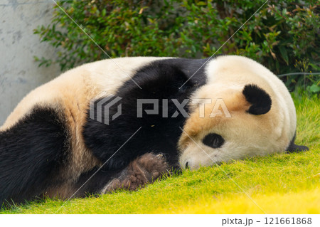 ジャイアントパンダの写真 ジャイアントパンダの写真 121661868