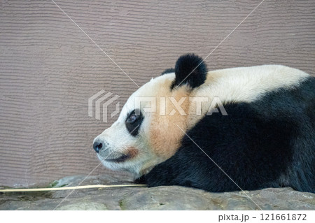 ジャイアントパンダの写真 ジャイアントパンダの写真 121661872