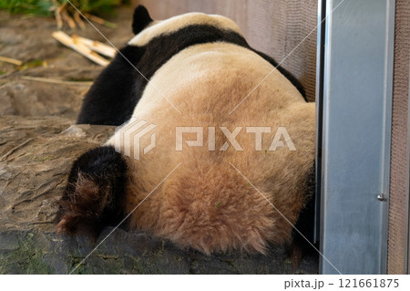 ジャイアントパンダの写真 ジャイアントパンダの写真 121661875