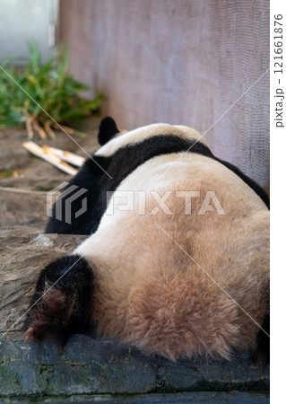 ジャイアントパンダの写真 ジャイアントパンダの写真 121661876