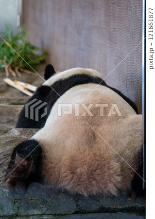 ジャイアントパンダの写真 ジャイアントパンダの写真 121661877