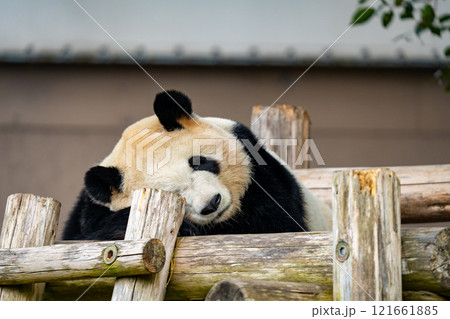 ジャイアントパンダの写真 121661885