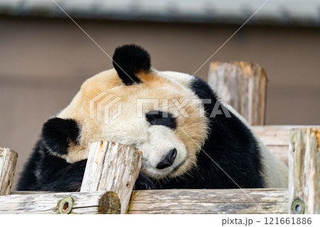 ジャイアントパンダの写真 121661886