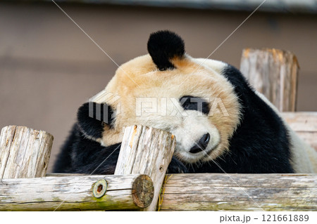 ジャイアントパンダの写真 ジャイアントパンダの写真 121661889
