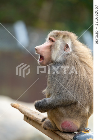 マントヒヒの写真 マントヒヒの写真 121662067