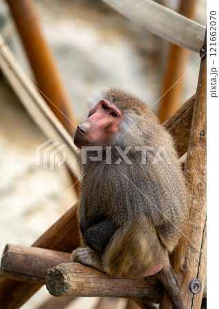 マントヒヒの写真 121662070