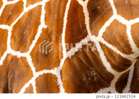 アミメキリンの写真 アミメキリンの写真 121662514