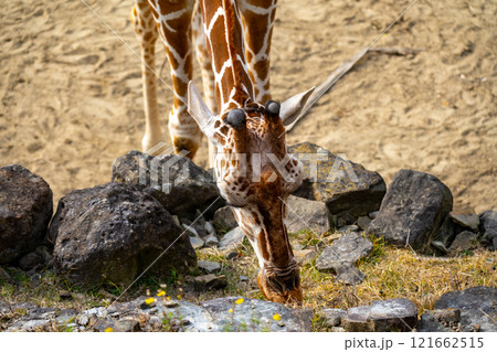 アミメキリンの写真 アミメキリンの写真 121662515