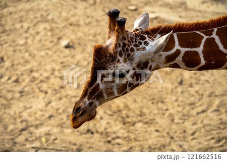 アミメキリンの写真 121662516