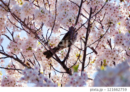 サクラとヒヨドリ 121662759