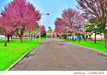 旭川市花咲町にある桜の名所 花咲スポーツ公園の町並み 旭川市花咲町にある桜の名所 花咲スポーツ公園の町並み 121662879