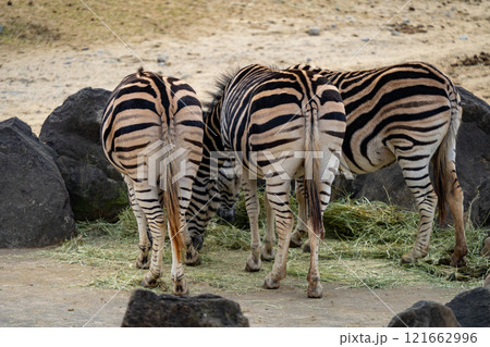 シマウマの写真 シマウマの写真 121662996