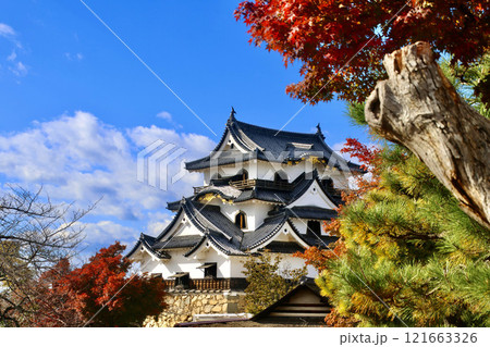 国宝・彦根城・紅葉（滋賀県・彦根市） 121663326