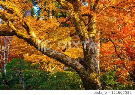 【京都風景】三千院　大原の里の紅葉は心にしみる秋色 121663583
