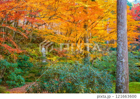 【京都風景】三千院　大原の里の紅葉は心にしみる秋色 121663600