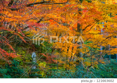 【京都風景】三千院　大原の里の紅葉は心にしみる秋色 121663602