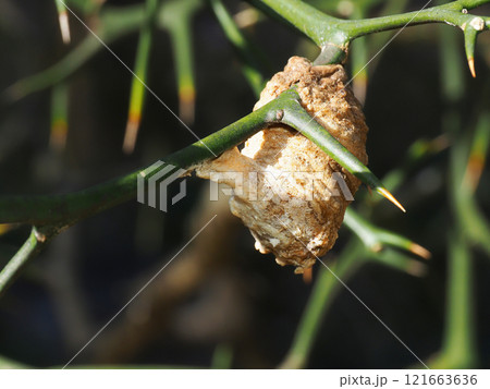 カラタチの枝に産み付けたオオカマキリの卵 121663636
