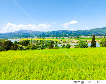飯山市・菜の花公園(春) 飯山市・菜の花公園(春) 121663706