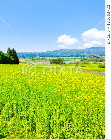 飯山市・菜の花公園（春） 121663722