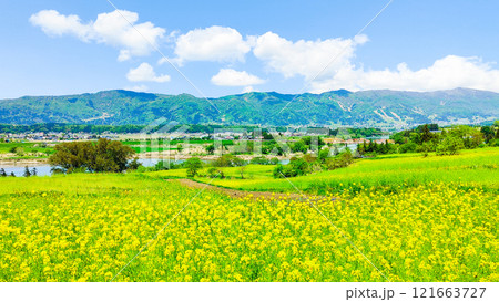 飯山市・菜の花公園（春） 121663727