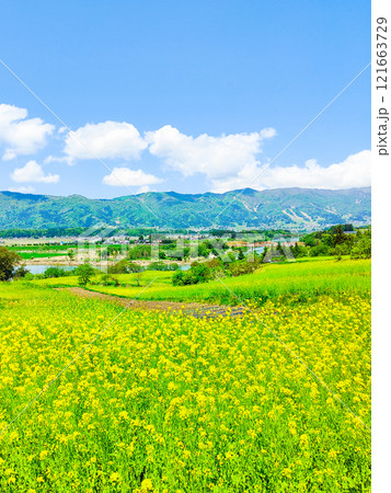 飯山市・菜の花公園(春) 飯山市・菜の花公園(春) 121663729