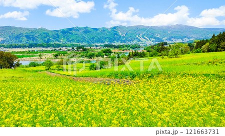 飯山市・菜の花公園（春） 121663731