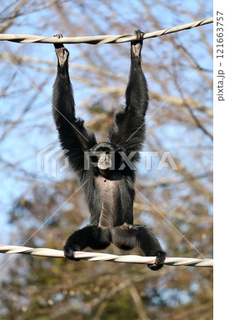 ロープにつかまり見つめるフクロテナガザル 121663757