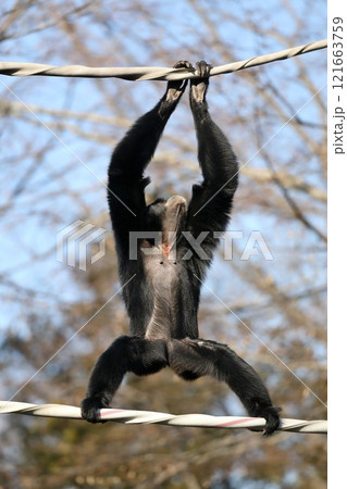 綱渡りをするフクロテナガザル 121663759