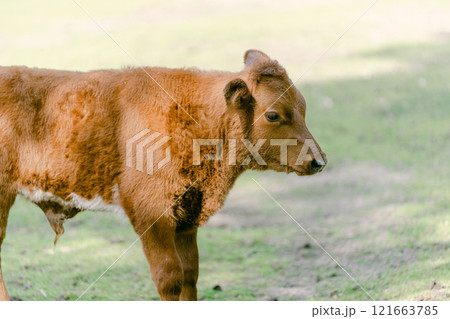 牧草地に佇むかわいい子牛 牧草地に佇むかわいい子牛 121663785