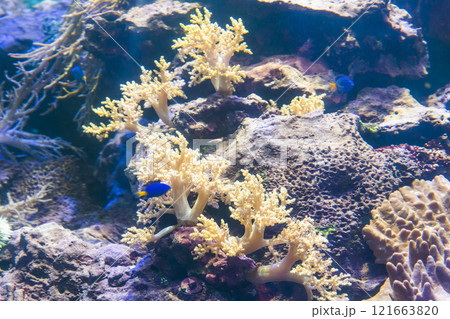 Close-up of corals at the National Museum of Marine Biology and Aquarium in Kenting National Park of Pingtung, Taiwan. Close-up of corals at the National Museum of Marine Biology and Aquarium in Kenting National Park of Pingtung, Taiwan. 121663820