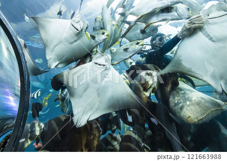 View of the fishes at the Underwater Tunnel at the National Museum of Marine Biology and Aquarium in Kenting National Park of Pingtung, Taiwan. View of the fishes at the Underwater Tunnel at the National Museum of Marine Biology and Aquarium in Kenting National Park of Pingtung, Taiwan. 121663988