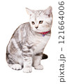 Cute silver tabby kitten 121664006
