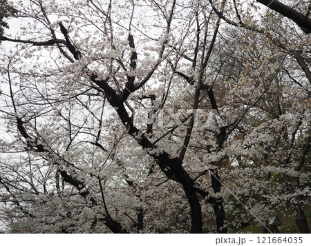 王子の桜 121664035
