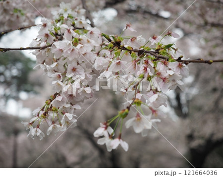 王子の桜 121664036