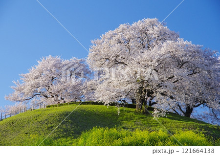 さきたま古墳公園の桜 121664138
