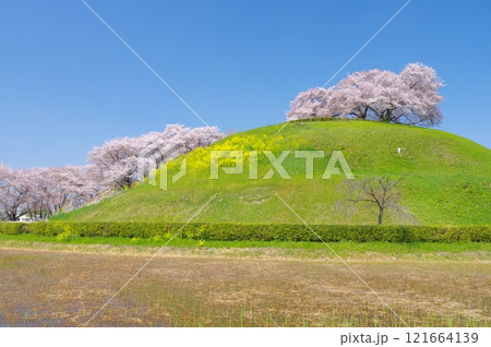 さきたま古墳公園の桜 121664139