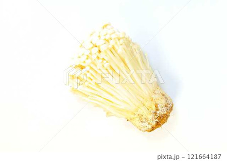 エノキタケ 榎茸 エノキダケ ナメタケ ナメススキ ユキノシタ キノコ きのこ エノキタケ 榎茸 エノキダケ ナメタケ ナメススキ ユキノシタ キノコ きのこ 121664187