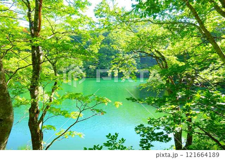 ドッコ沼　蔵王　新緑 121664189