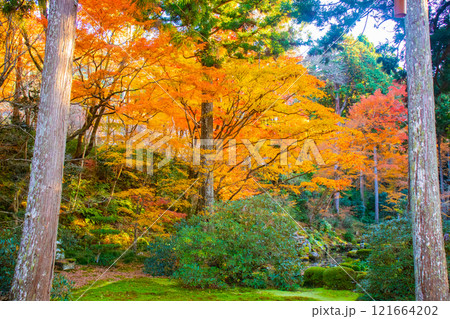 【京都風景】三千院　大原の里の紅葉は心にしみる秋色 121664202