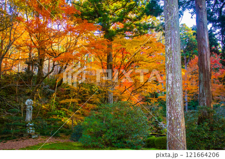 【京都風景】三千院 大原の里の紅葉は心にしみる秋色 【京都風景】三千院 大原の里の紅葉は心にしみる秋色 121664206