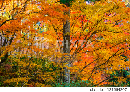 【京都風景】三千院 大原の里の紅葉は心にしみる秋色 【京都風景】三千院 大原の里の紅葉は心にしみる秋色 121664207